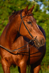 Portrait of a beautiful warmblood horse at golden hour.