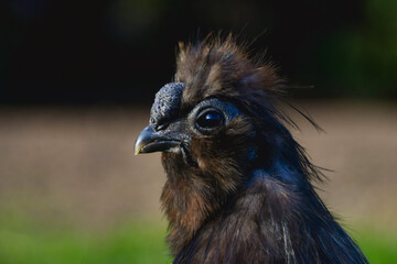 Portrait of a black Silkie bantam cock with nature background.