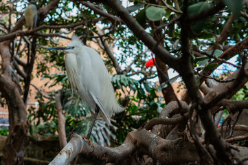 Aves exoticas en la naturaleza