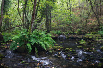 Fototapeta na wymiar River Across a Rainforest in Galicia, Spain