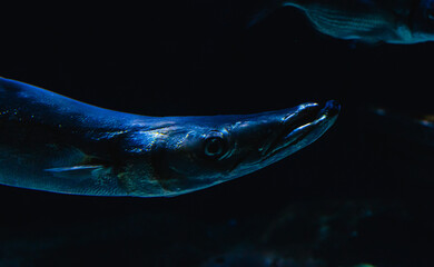 Peces en acuario 