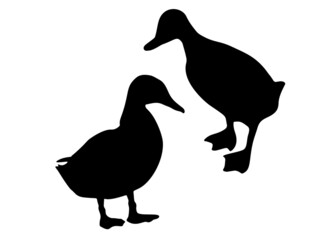 Big ducks. Vector image.