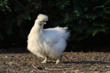 A white Silkie bantam hen with blue earlobes, running free.