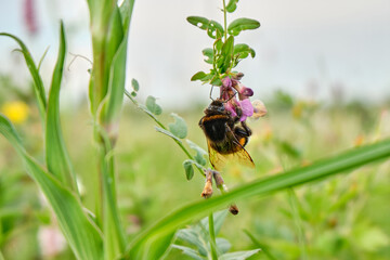 Bee, bumblebee on pink flower, snakeweed , bistort in the meadow in summer, spring in the daytime on a blurred background. Close-up. Floral background. Selective focus.