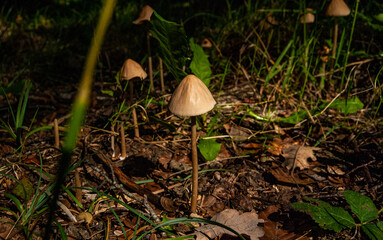 Setas en los montes Alaveses.