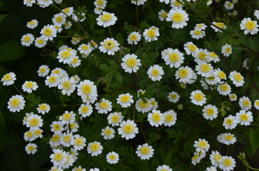 White wild chamomile tanacetum parthenium feverfew floral background