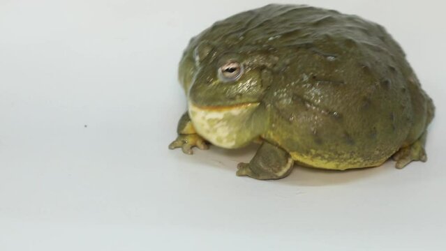 American bullfrog on a white background eats a cricket. High quality 4k footage