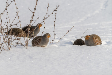 A flock of grey partridge is looking for food in the deep snow close-up