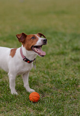 Happy Jack Russell Terrier. Satisfied dog for a walk. A cheerful pet is playing with a ball.