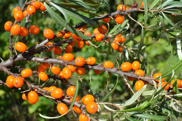 Branch of sea buckthorn (hippophae rhamnoides) with ripe berries