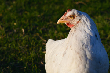 Portrait of a white hen with nature background.