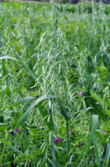 Oats grow in the field in a mixture of other forage grasses