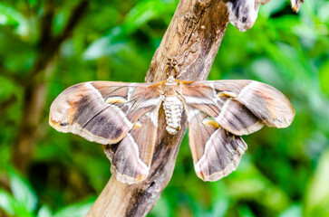 Butterfly Samia Ricini, lepidoptera, nocturnal butterfly in the butterfly garden of Benalmadena, Malaga