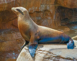 Sea Lion