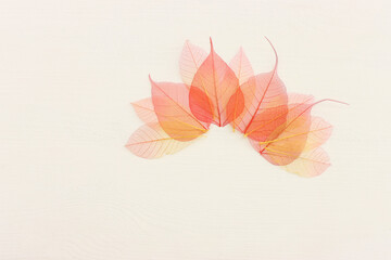 Fototapeta na wymiar Colorful transparent and delicate skeleton leaves over wooden white background