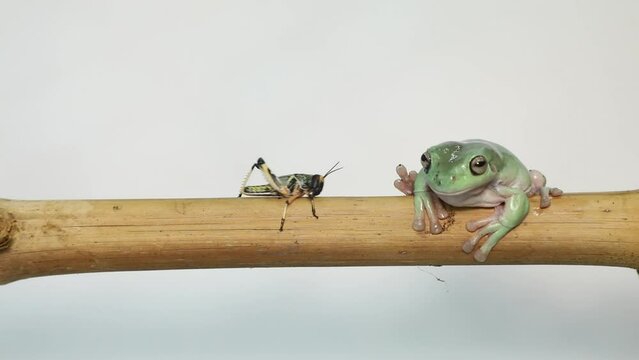 Australian Green Tree Frog portrait against white background. High quality 4k footage