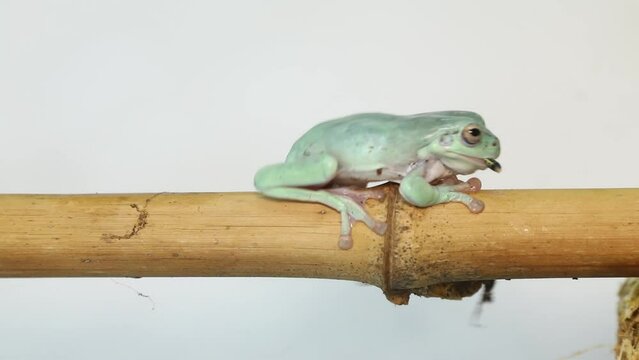 Australian Green Tree Frog portrait against white background. High quality 4k footage