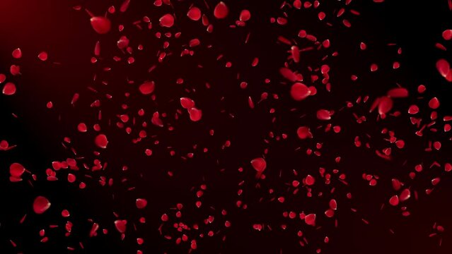 Explosion of rose petals. 3D animation of many petals as confetti. Perfect to use for romantic, valentine's day or wedding background. Alpha channel included. 4K
