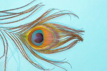 Peacock feather isolated on a soft blue background , space for text, space for text. High quality photo