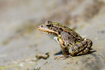 Frog on the river shore closeup