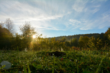 Fototapeta na wymiar Sunrise over trees with meadow