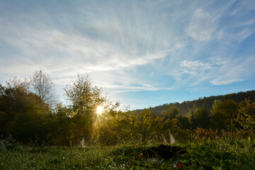 Sunrise over trees with meadow in the foreground