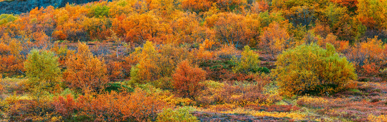 Fototapeta premium Panorama of a forest with birch tree in autumn colors in Iceland