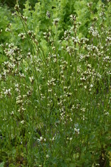 Arugula plant in the flowering stage close-up, selective focus.