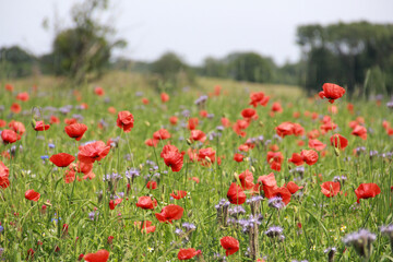 field of red poppies in summer in northern Germany, Schleswig Holstein
