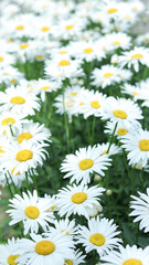 Daisy flower background. Beautiful Camomile daisy flowers. Daisy is a flower of Asteraceae family. White beautiful daisies on a field in green grass in summer. Garden Daisies. Leucanthemum vulgare.