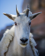 Mountain Goat Portrait. Wild Mountain Goats of the Colorado Rocky Mountains