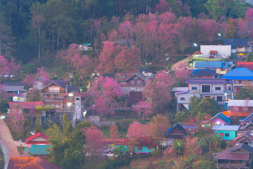 Fototapeta na wymiar Aerial view of pink cherry blossom, sakura trees. Residential houses in village. Nature landscape. Tourist attraction in travel on holiday vacation concept. Urban housing from above in city town.