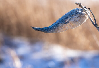 Close-up of a dried milkweed plant on a cold sunny January day with blurred snow and grass in the background.