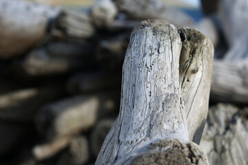 Wood at the seaside