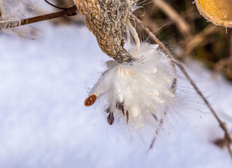 Close-up of a dried milkweed plant that is seeding in a field on a cold December day with blurred snow and grass in the background. 