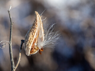 Close-up of a dried milkweed plant that is seeding in a field on a cold December day with blurred snow and grass in the background. 