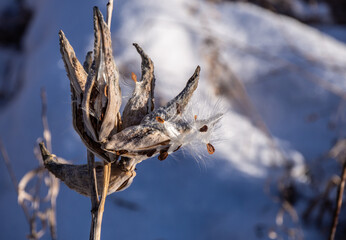 Close-up of a dried milkweed plant that is seeding in a field on a cold December day with blurred snow and grass in the background. 