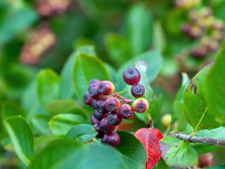 unripe berries of chokeberry on branches