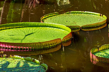Water Lily typical of the Amazon with its characteristic circular shape floating on the calm waters...