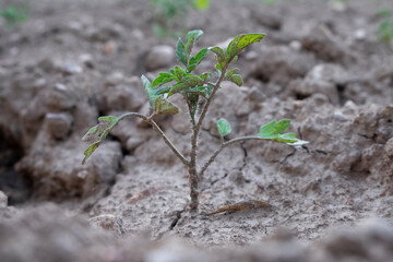 Planta de tomatera en terreno árido y seco.