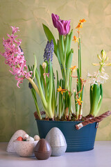 Composition with various spring flowers and easter eggs. Easter flower composition with daffodils, muscari, hyacinth and easter eggs