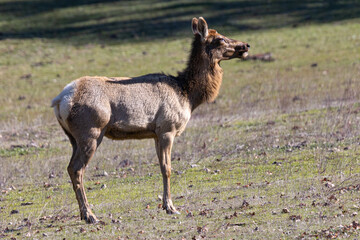 Naklejka na ściany i meble Tule elk, seen in the wild in North California