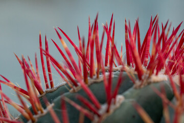 Neckline of a green cactus with red spines