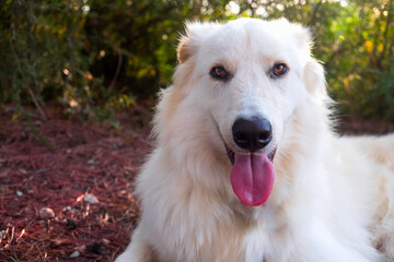 Great Pyrenean Mountain Dog. White big dog. Long-haired dog.