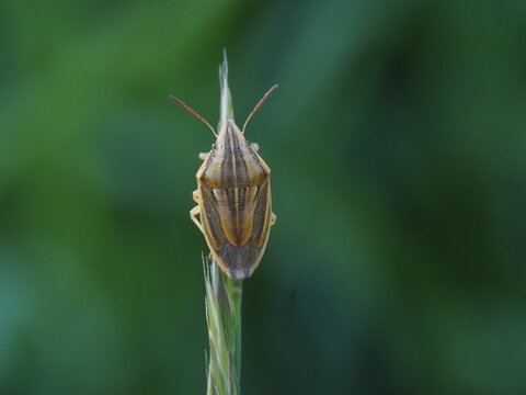 Die Getreidewanze geh&ouml;rt zu den Baumwanzen