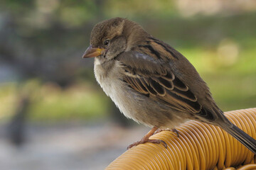 Sparrow close-up. Urban sparrows. Urban fauna.