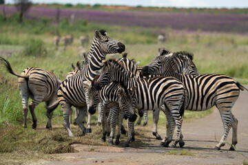 Plakat Striped Zebra on African Safari in the wild life nature reserve walking through the bush looking grazing fields