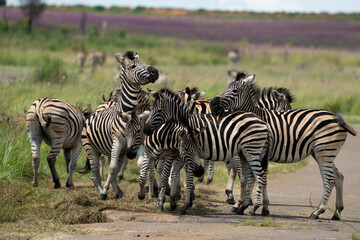 Fototapeta na wymiar Striped Zebra on African Safari in the wild life nature reserve walking through the bush looking grazing fields