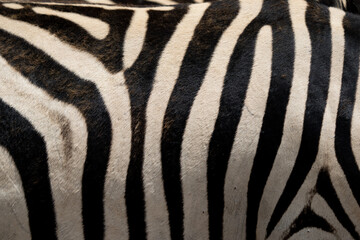 Fototapeta na wymiar Abstract closeup of Zebra hide patterns with lines and stripes showing the textures and patterns of nature like a fingerprint, unique in every way