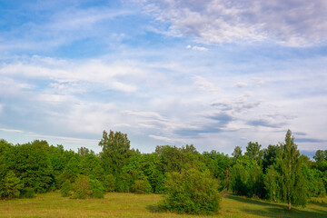 Beautiful landscape, green trees, forest and blue sky.